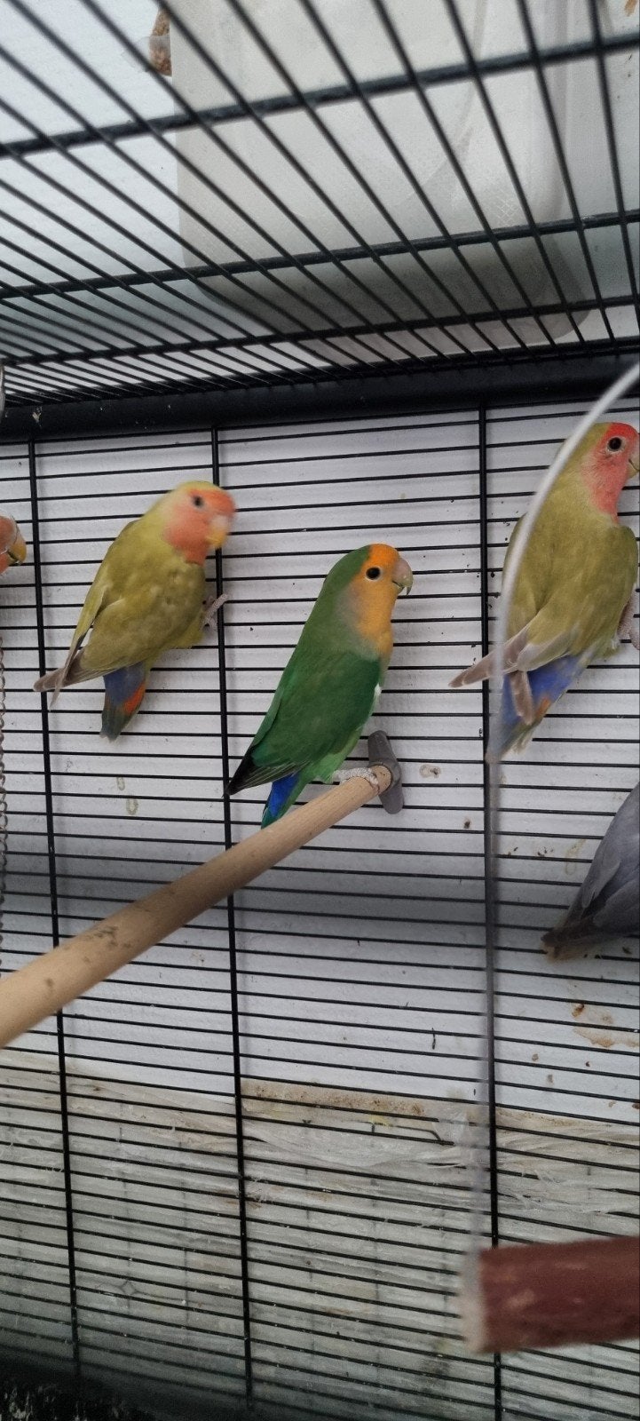 5 stuks agapornis, Dieren en Toebehoren, Vogels | Parkieten en Papegaaien, Geslacht onbekend, Dwergpapegaai of Agapornis