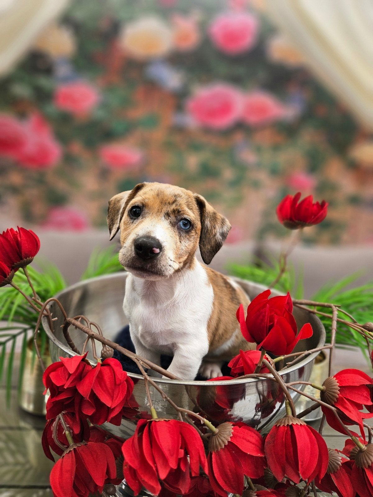 Jackrussel pups blauwe oogjes, Dieren en Toebehoren, Honden | Jack Russells en Terriërs, HCC (leverziekte), Jack Russell Terriër
