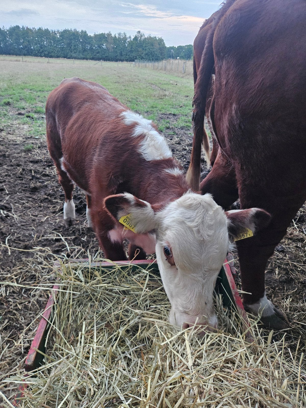Stamboek Hereford stier, jonge stier