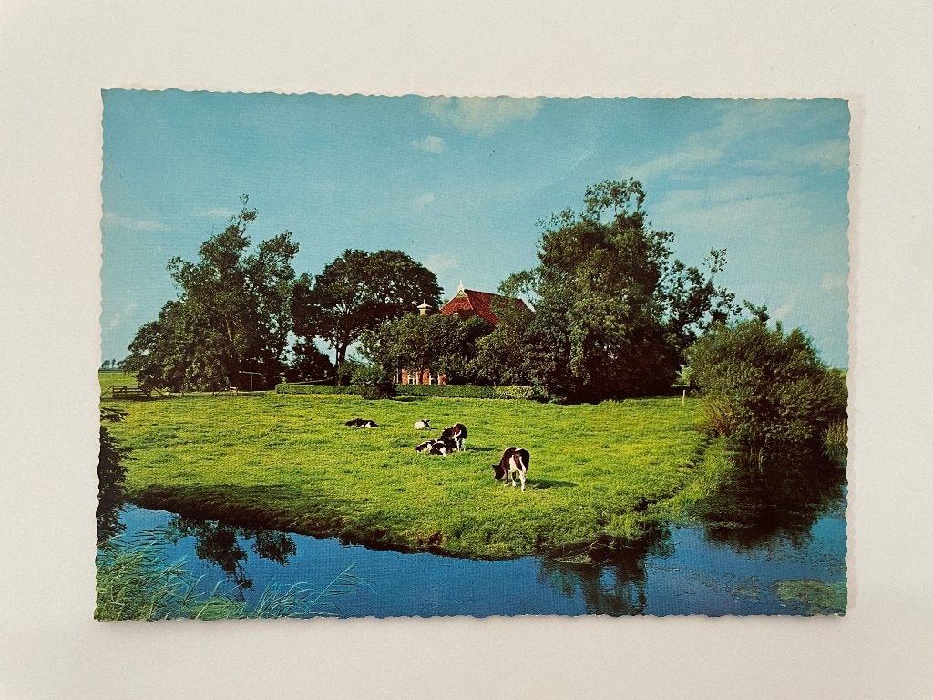 D878 Oude ansichtkaart Friesland : Boerderij Weiland, Ophalen of Verzenden, 1960 tot 1980, Ongelopen, Friesland