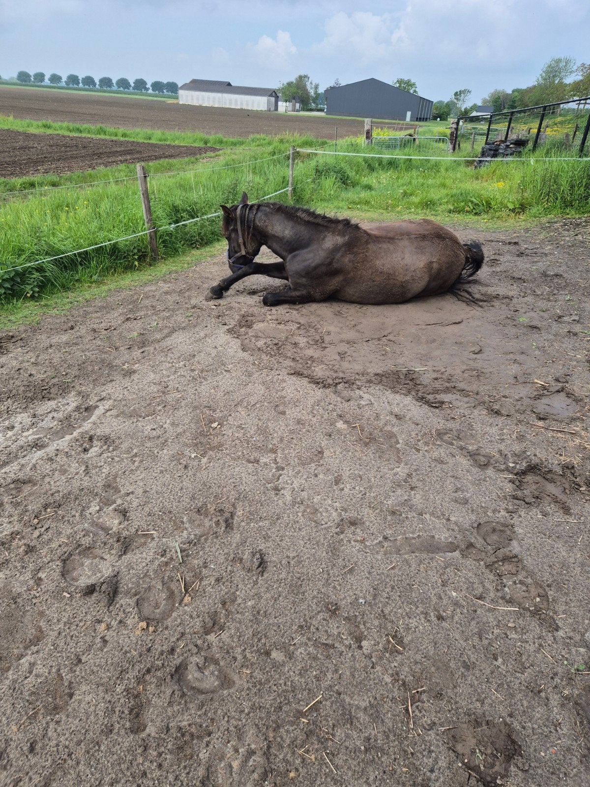 Hulp gezocht met verzorging van pony!, Dieren en Toebehoren, Stalling en Weidegang