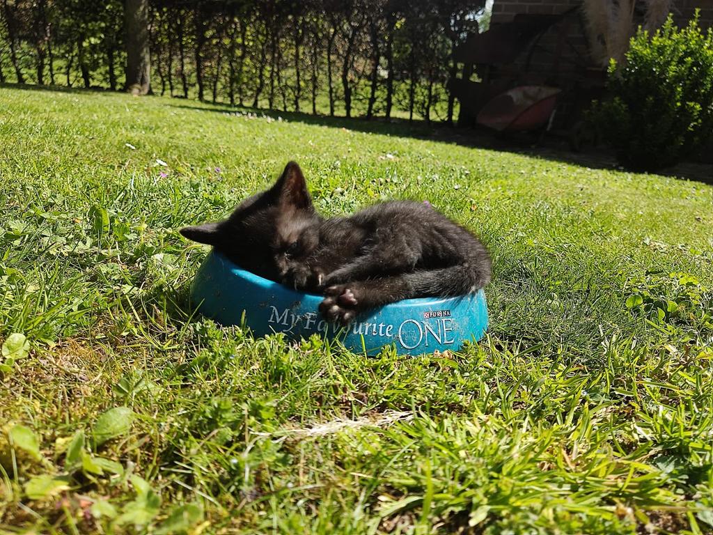 2 schattige kittens te koop .  ( katertjes) GEReSEREERD !, Dieren en Toebehoren