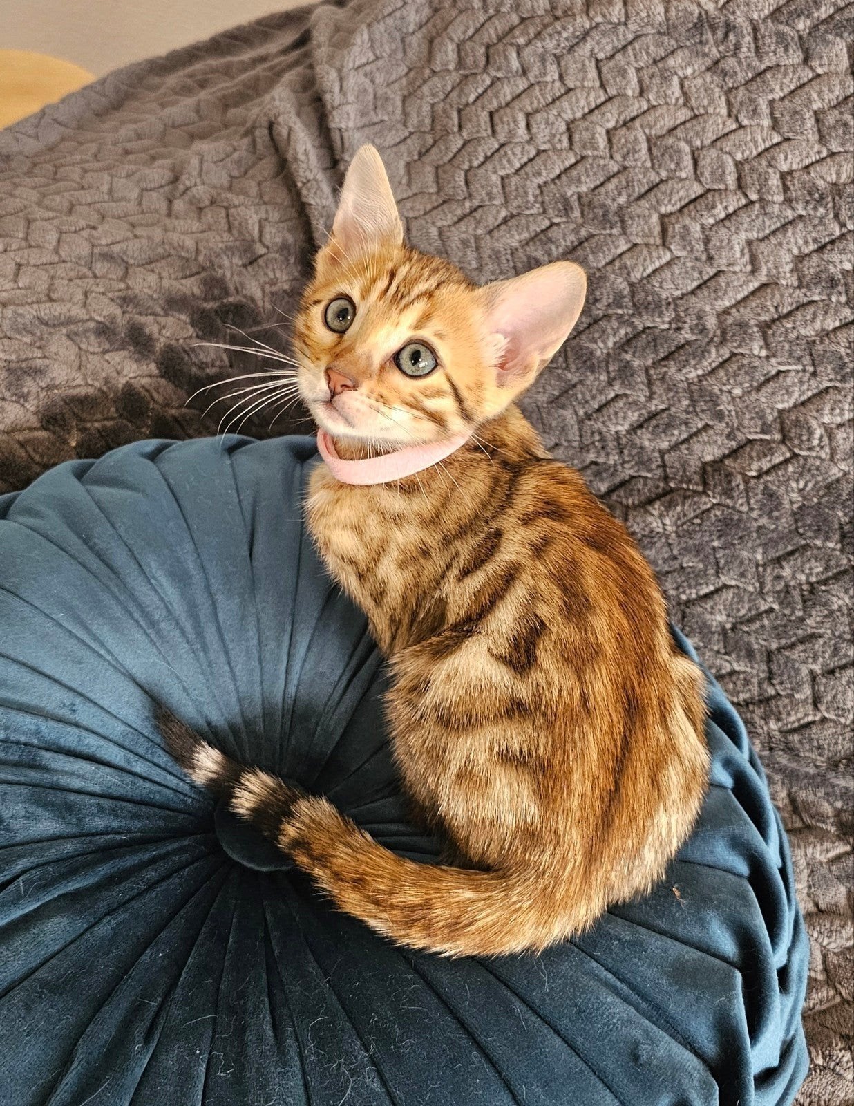 ☆Top ras☆ Bengaalse kitten met stamboom, Meerdere dieren, Met stamboom