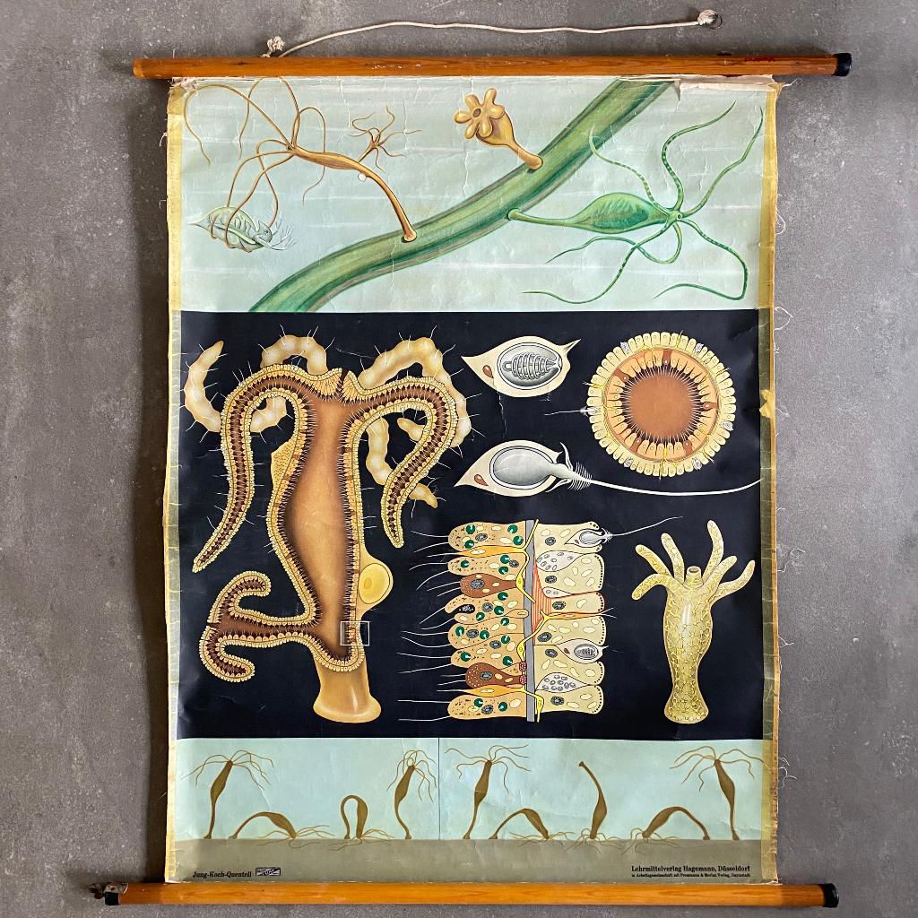 Schoolplaat Zoetwaterpoliep – Jung Koch Quentell, Antiek en Kunst, Antiek | Schoolplaten, Ophalen of Verzenden, Natuur en Biologie