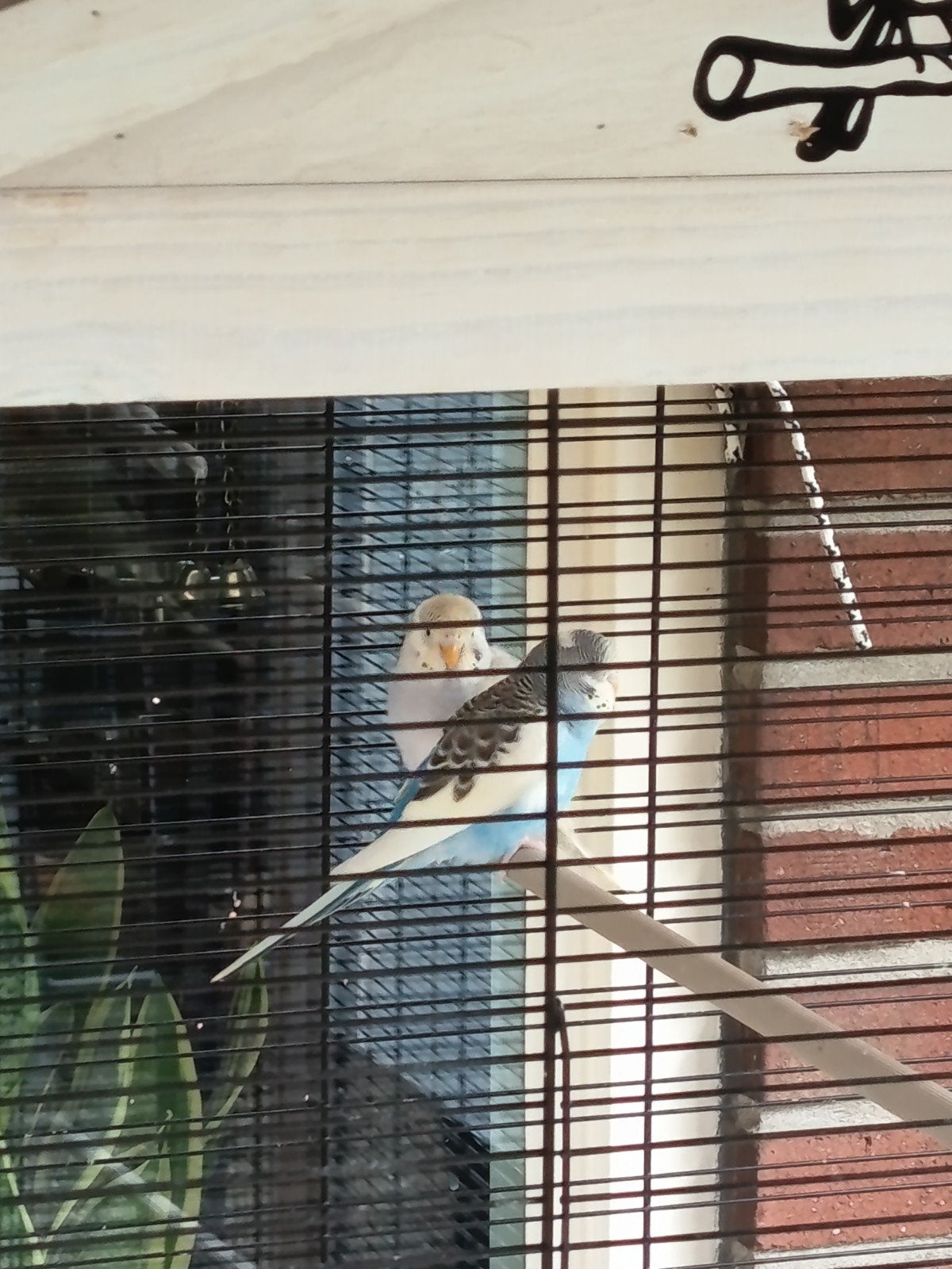 2 jonge grasparkietjes net uit blok