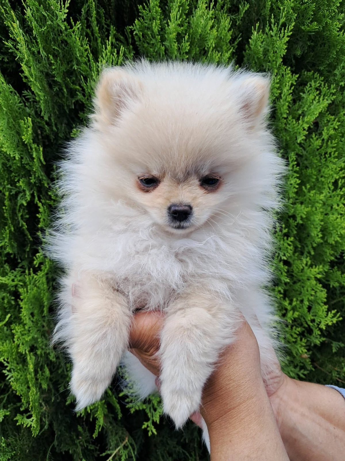 Mini Pomeriaan, België, Fokker | Hobbymatig, 8 tot 15 weken, Teef