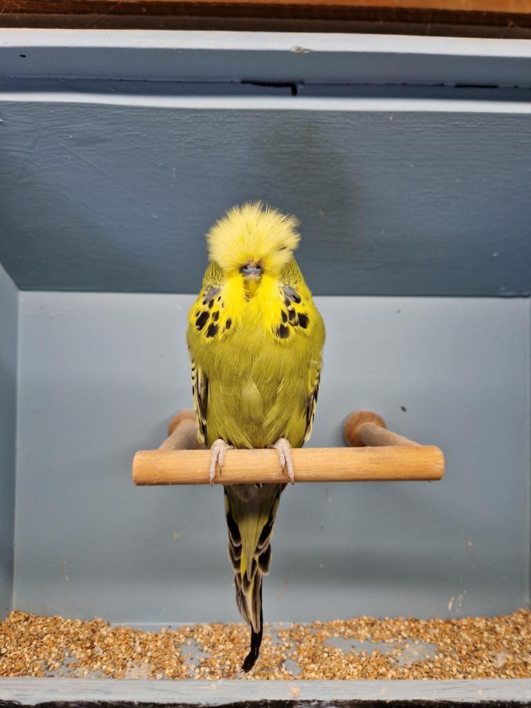2 standaard grasparkiet mannen, Dieren en Toebehoren, Mannelijk, Parkiet, Geringd