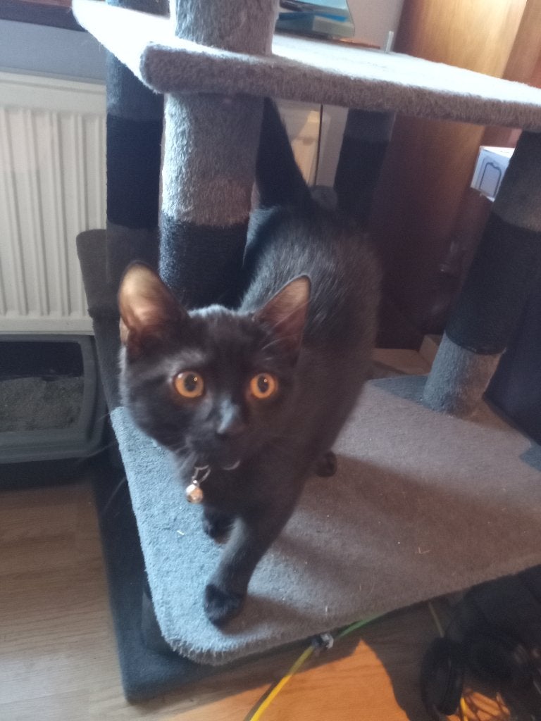 Help, broertjes en zusjes weg, zoek met spoed 'eigen mens'., Meerdere dieren, Kortharig, 0 tot 2 jaar