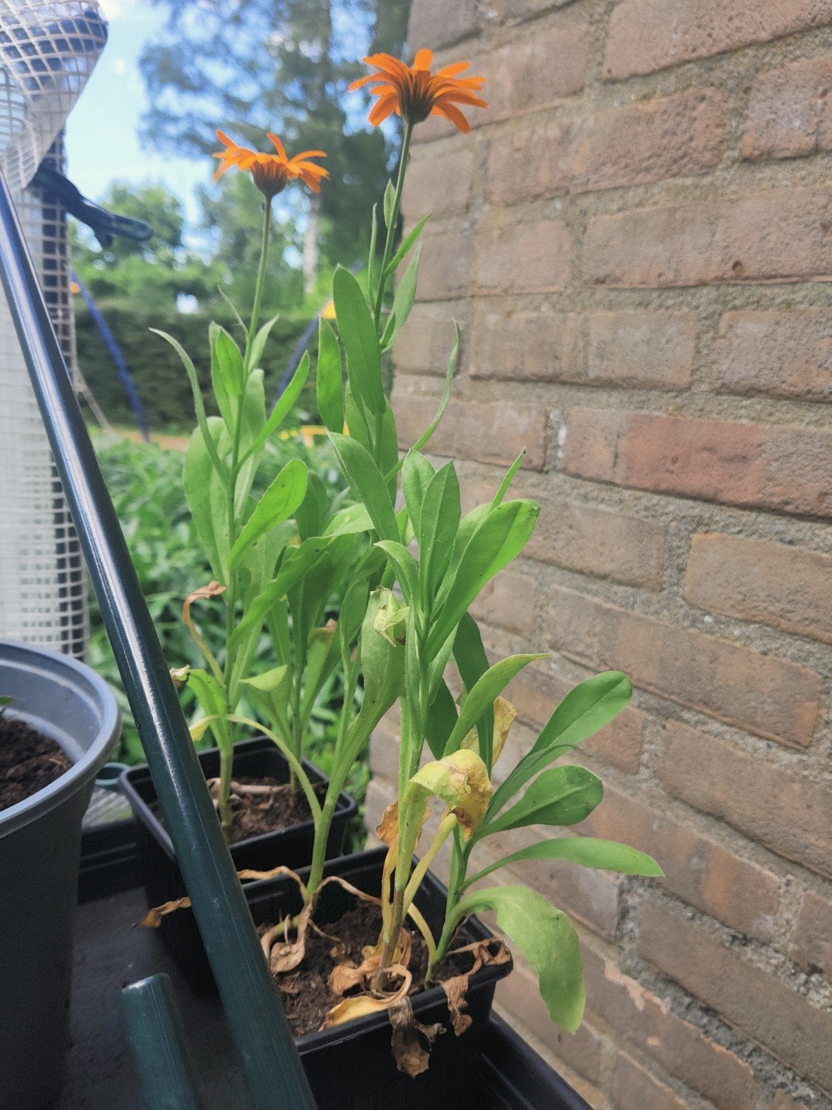 Laatste 2 bakjes goudsbloem plantjes, Ophalen