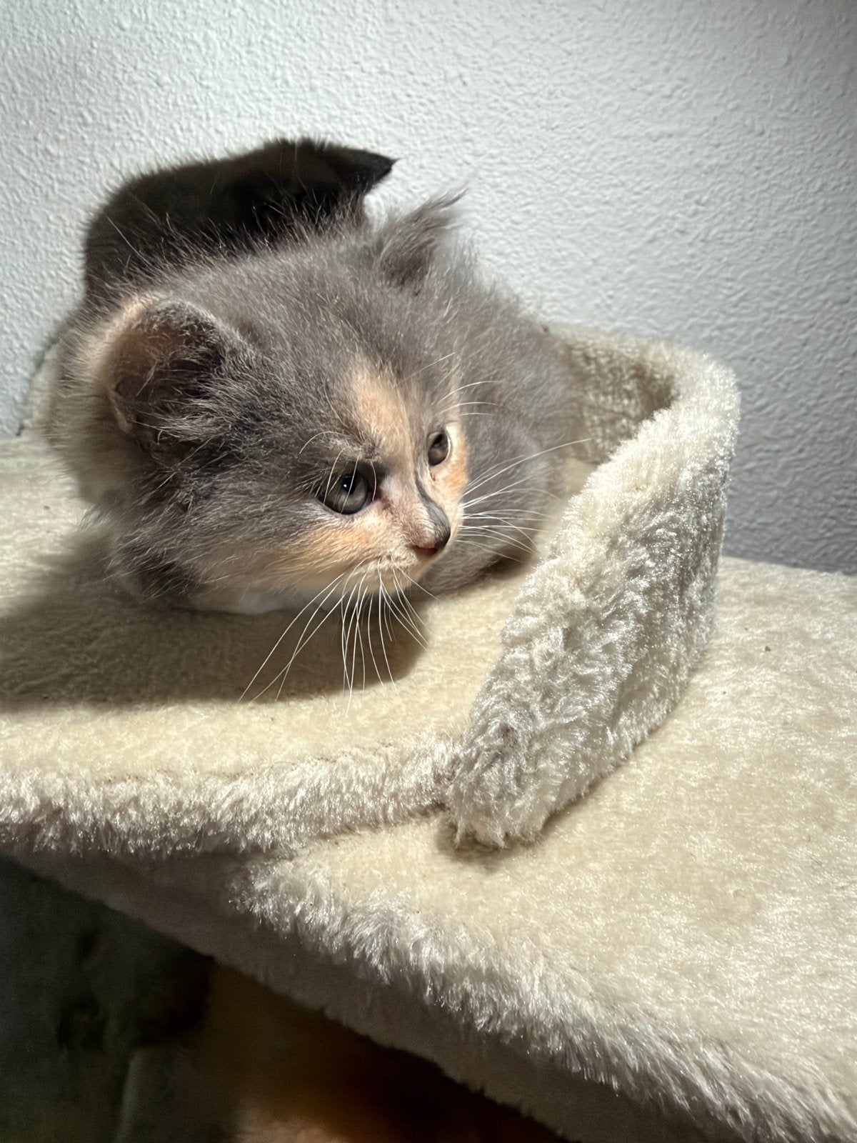 lieve Half Perzische kittens –3 rood, 1zwart, een grijze, Dieren en Toebehoren, Geslacht onbekend, 0 tot 2 jaar