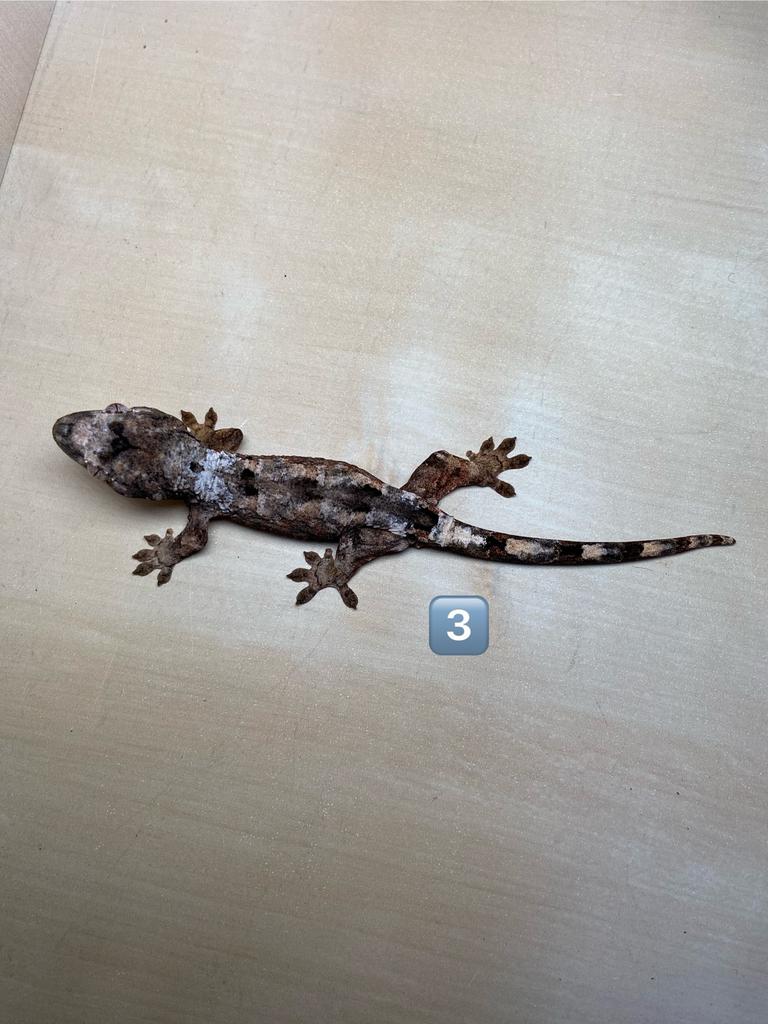 0.0.1 Chahoua Pine Island white collar, Amfibie, 0 tot 2 jaar