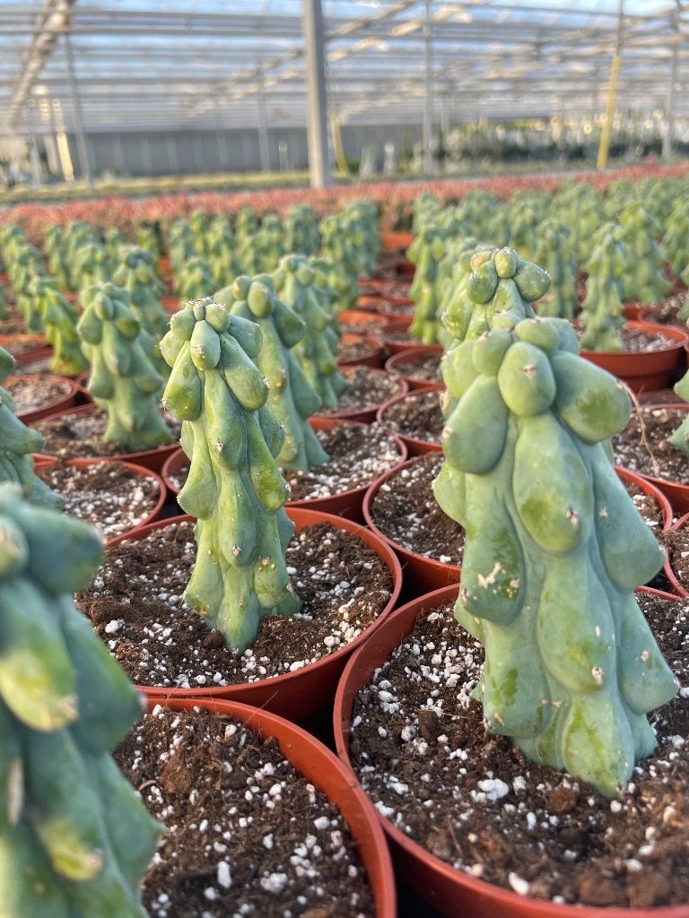 Boobiecactus Myrtillocactus geometrizans Fukurokuryuzi, Ophalen of Verzenden, Minder dan 100 cm, Bloeiende kamerplant, Volle zon