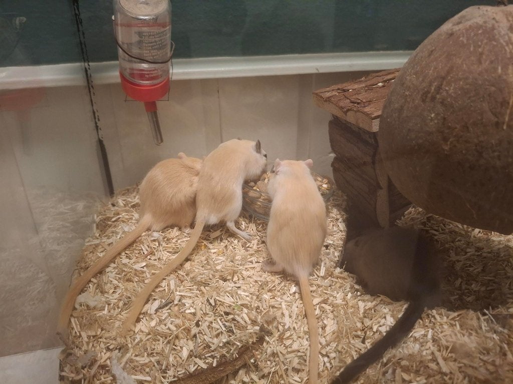 Gerbil pups, Mannelijk, Mei, Overige typen, Tam