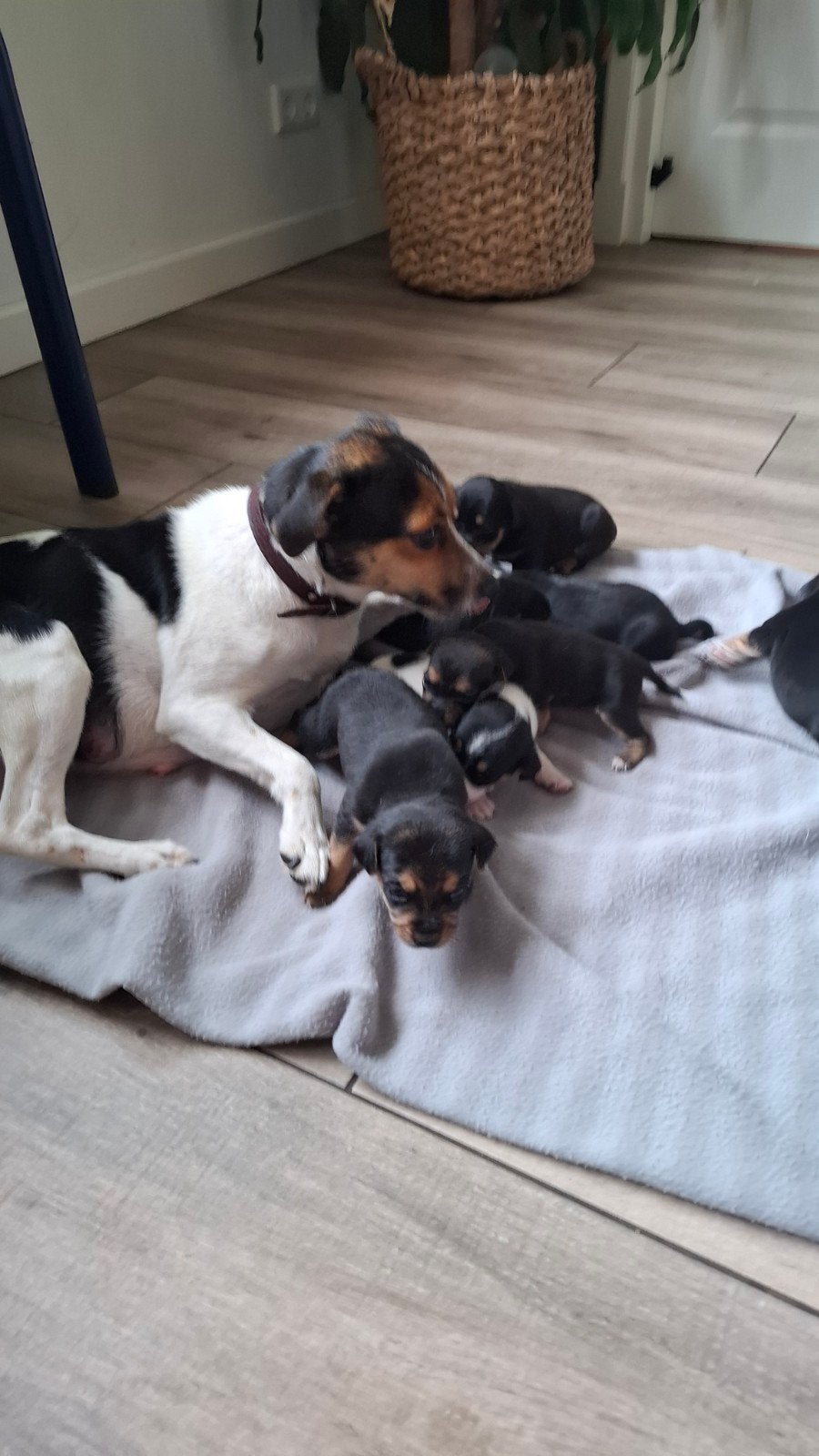Prachtige Boerenfox puppies, Parvo, Overige rassen, 8 tot 15 weken, Meerdere