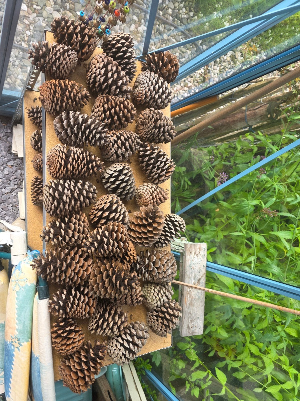 Dennenappels - Decoratie of knutselmateriaal, Tuin en Terras, Ophalen of Verzenden, Gebruikt
