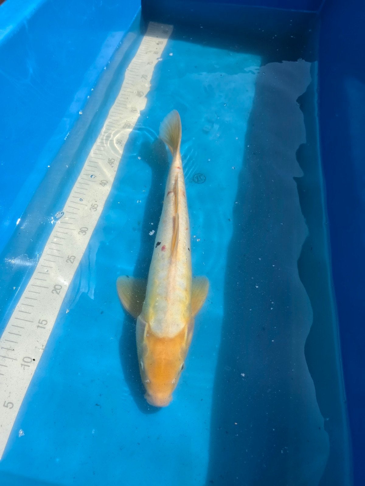 Koi van ca 45 cm, Karper of Koi
