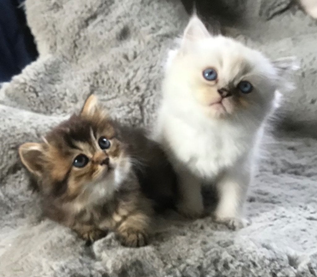 Schitterende Ragdoll kittens, Meerdere dieren, Ingeënt, 0 tot 2 jaar
