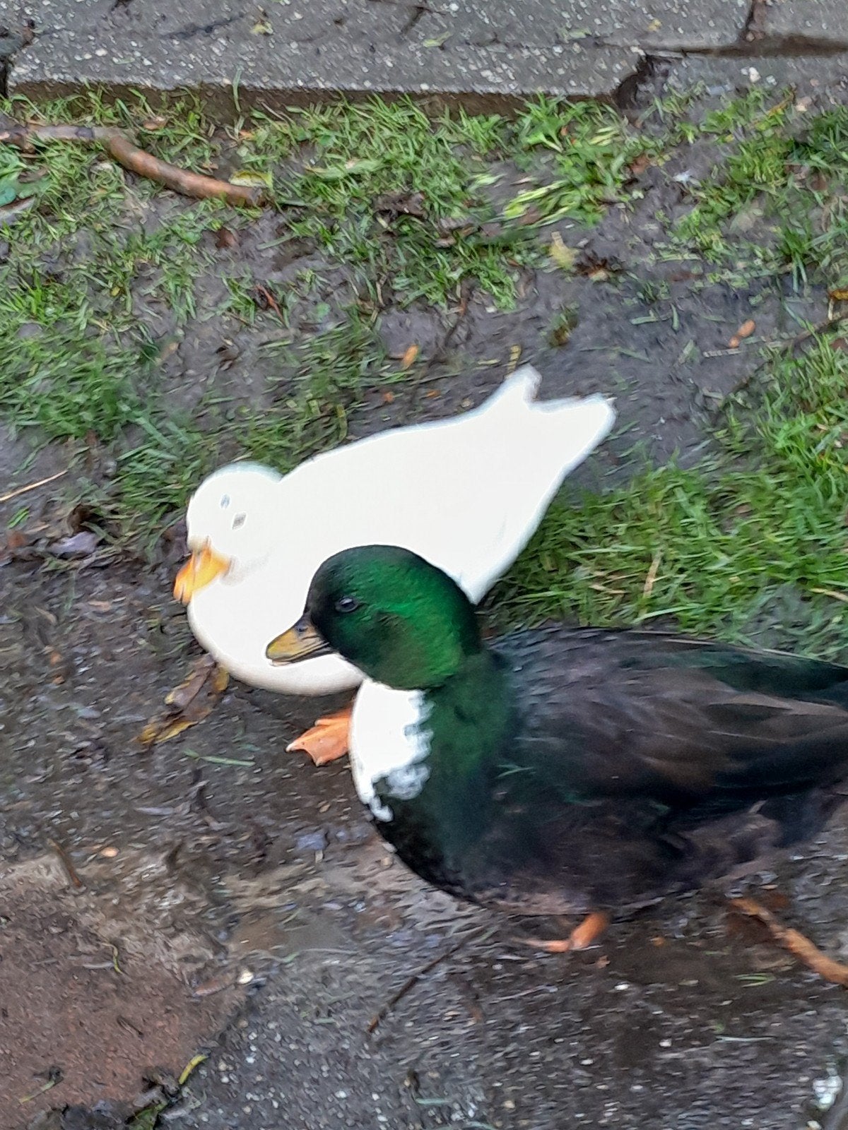Koppel kleine kwakertjes, Dieren en Toebehoren, Meerdere dieren, Eend