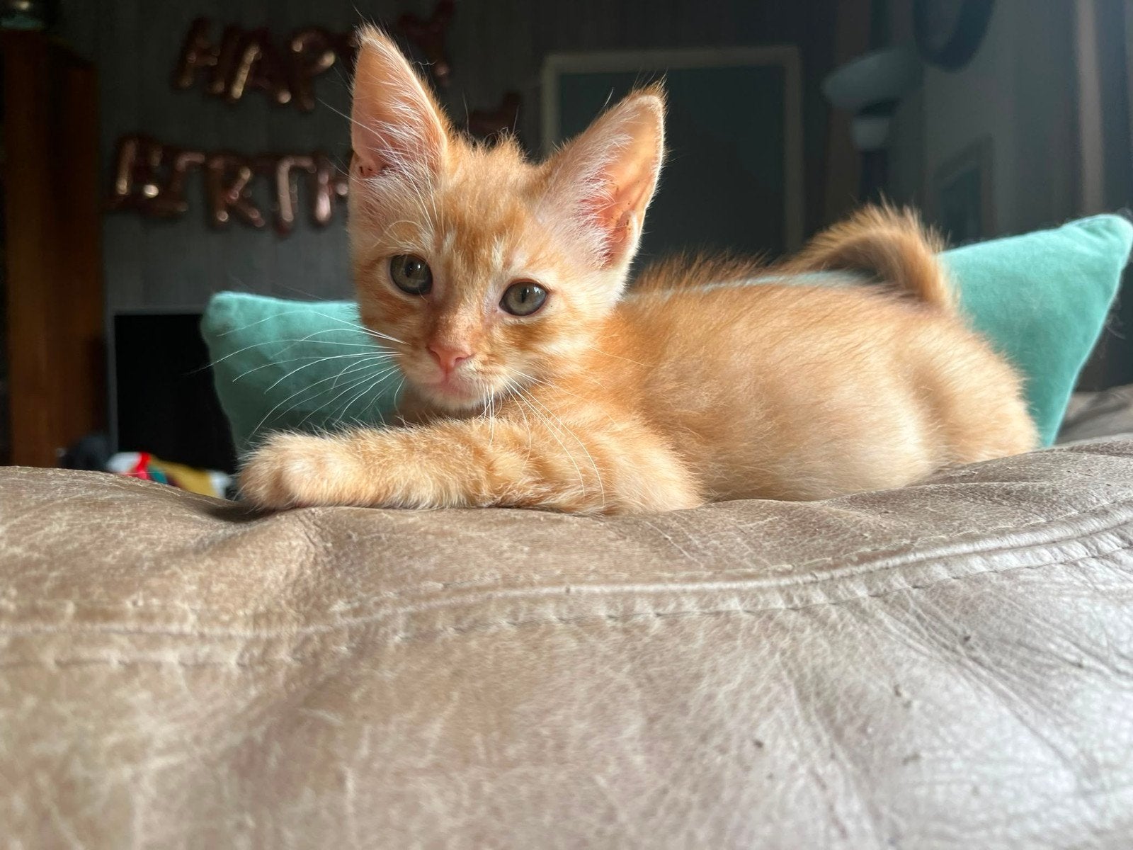 Kruising maine coon x eurpoees korthaar., Dieren en Toebehoren, Meerdere dieren, Ontwormd, 0 tot 2 jaar