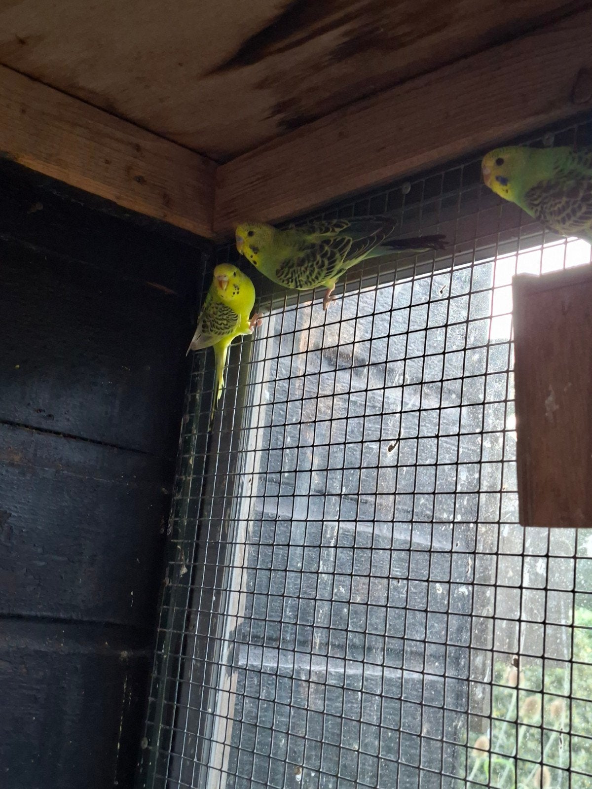 tekoop grasparkieten  in verschillende kleuren, Dieren en Toebehoren, Vogels | Parkieten en Papegaaien, Meerdere dieren, Parkiet