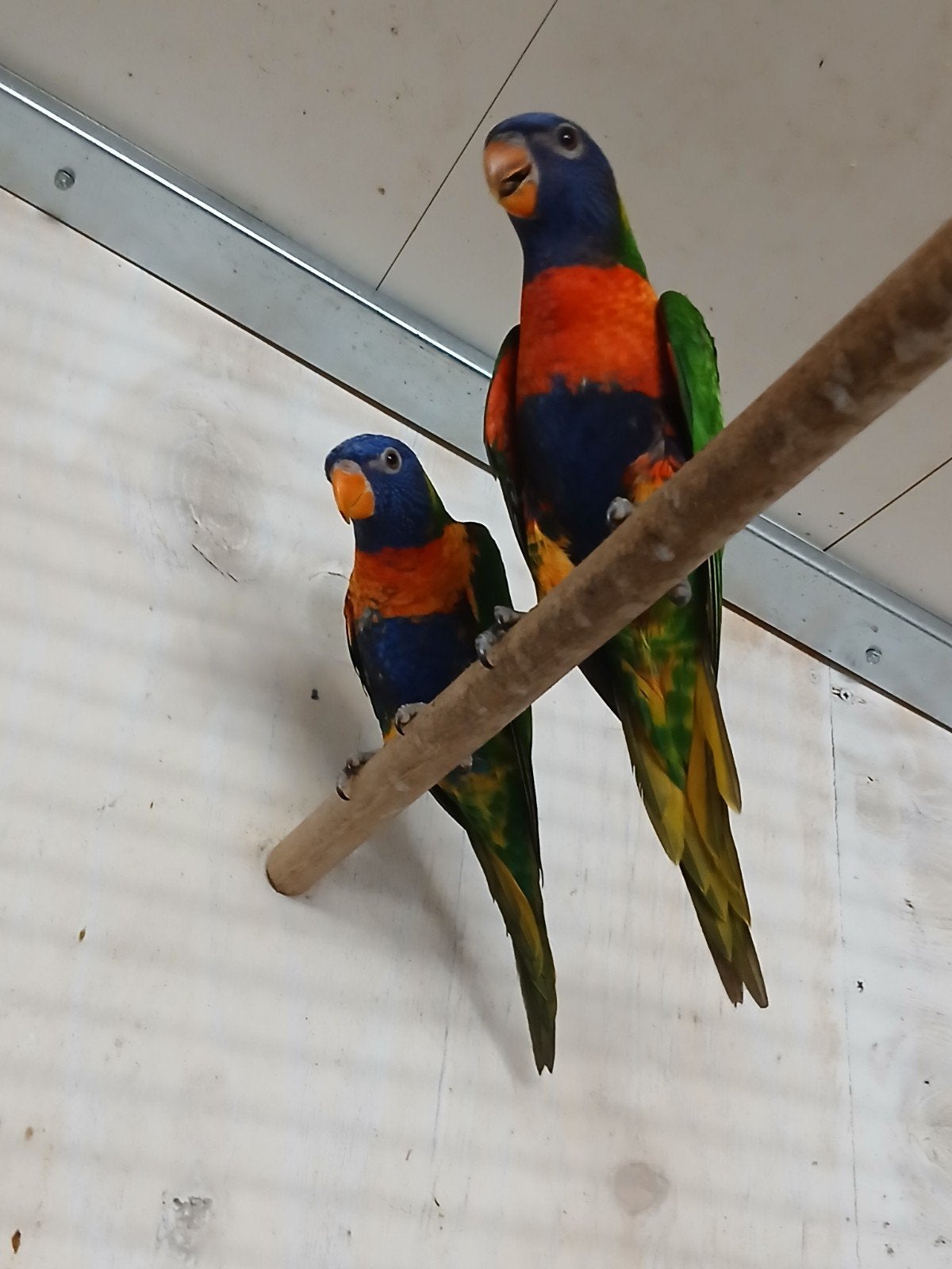 Jong koppel Lori's van de blauwebergen., Meerdere dieren, Geringd