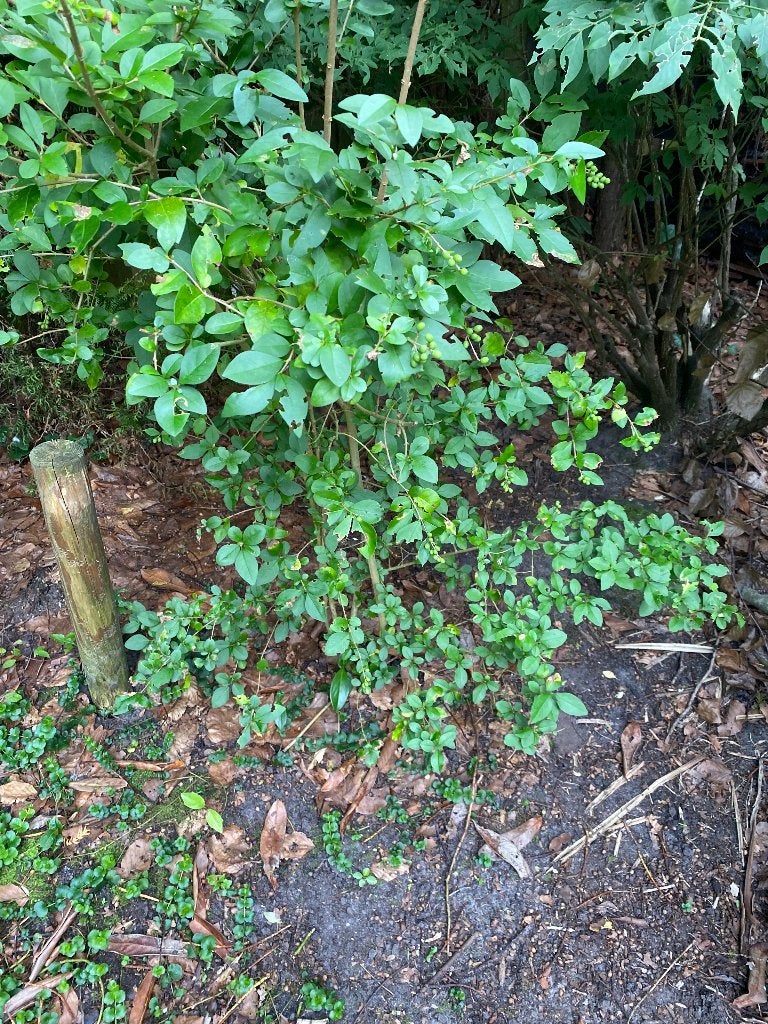 Tuinplanten gratis, Ophalen, Vaste plant, Overige soorten, Halfschaduw