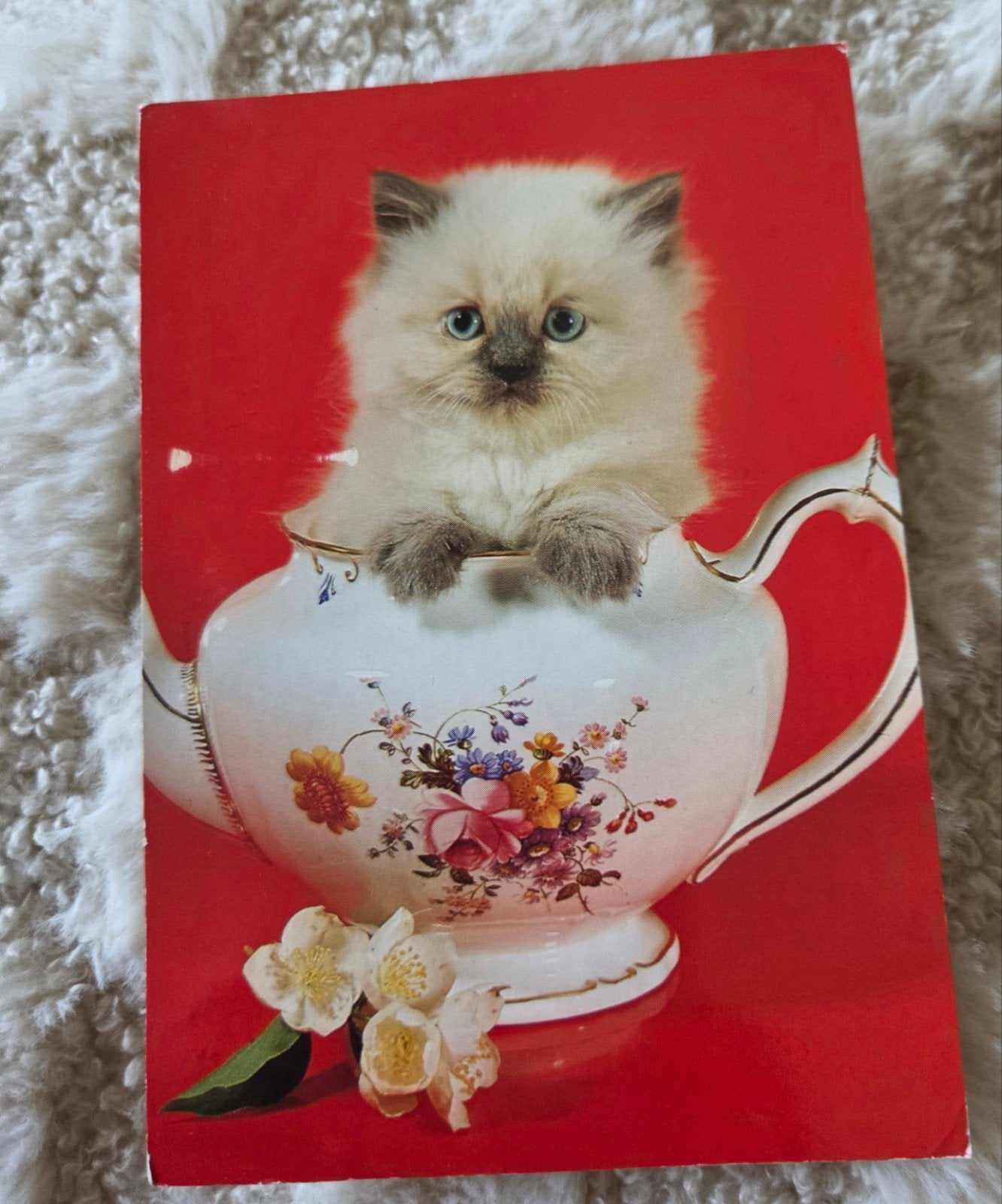 Schattige kitten in theepot, Verzenden, 1960 tot 1980, Gelopen, Hond of Kat
