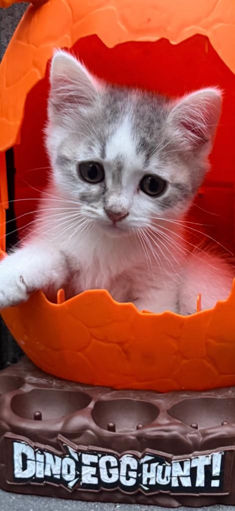 Britse Korthaar/Angora  ZORRO, Dieren en Toebehoren, Katten en Kittens | Raskatten | Langhaar, Meerdere dieren, Ontwormd