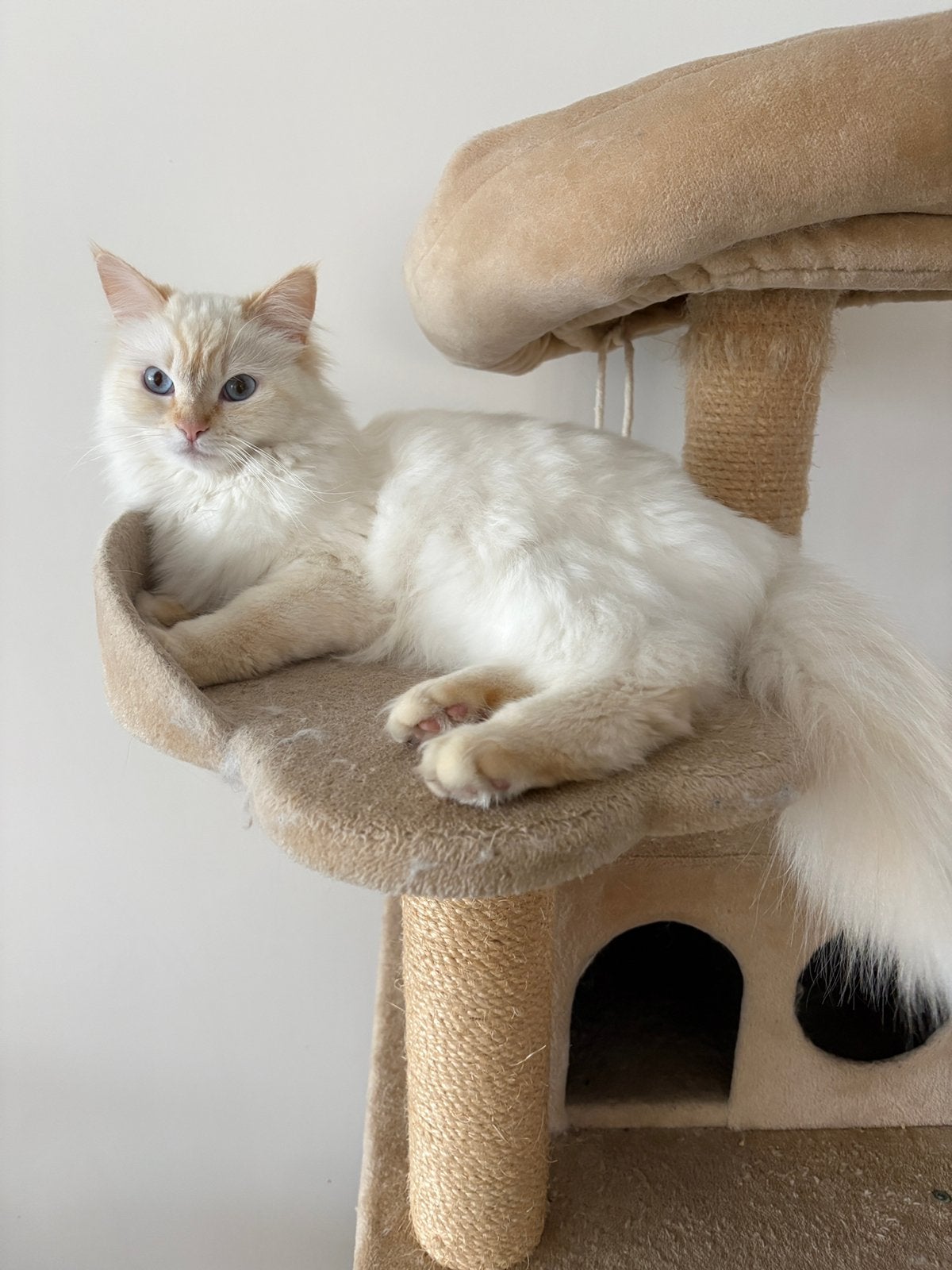 Ragdoll poes Truusje zoekt een nieuw thuis, Dieren en Toebehoren, Katten en Kittens | Raskatten | Langhaar, Poes, Gechipt, 0 tot 2 jaar
