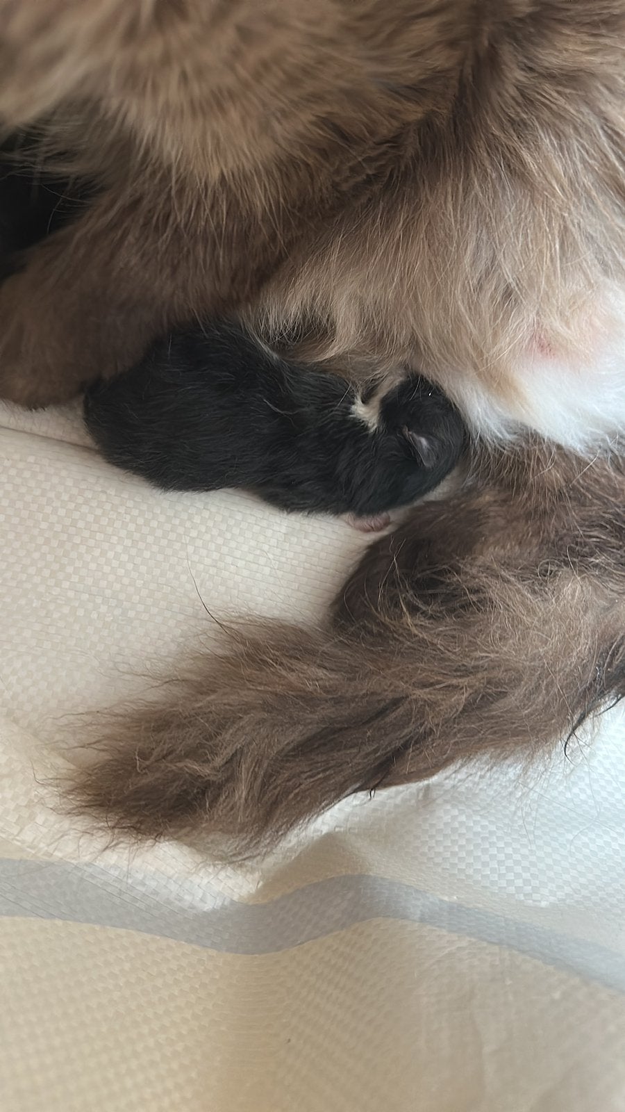 Kittens keuising ragdoll x europeese korthaar, Meerdere dieren, Gechipt, 0 tot 2 jaar