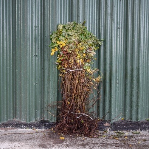 Rosa rugosa rubiginosa canina glauca Bottelroos hondsroos, Ophalen, Overige soorten, Haag, Minder dan 100 cm