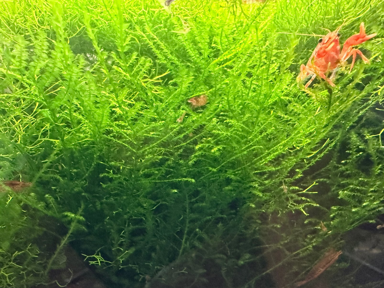 Aquarium planten java mos, ca-bomba, Nymphoides hydro Taiwan, Kreeft, Krab of Garnaal, Zoetwatervis, Schoolvis
