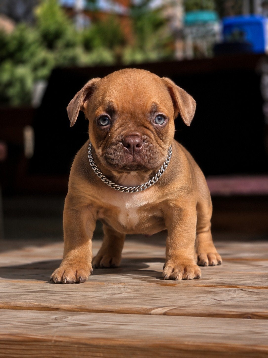 american MICRO BULLY pups ! laatste pups, België, Fokker | Hobbymatig, Reu, 8 tot 15 weken