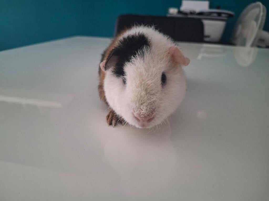 US Teddy beertje, Cavia, April, Mannelijk, Tam
