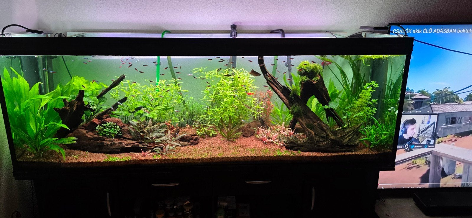 aquarium 700L, Ophalen of Verzenden, Zo goed als nieuw, Gevuld zoetwateraquarium