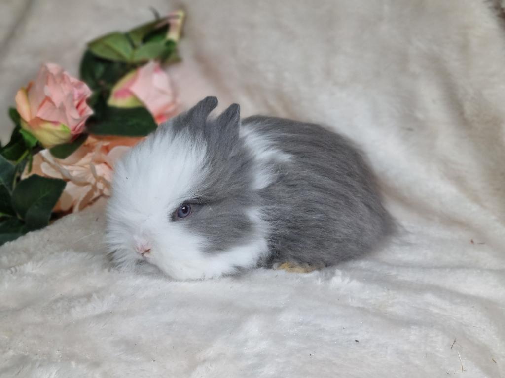 Teddy dwerg babykonijn, Dieren en Toebehoren, Konijnen, Mannelijk, Dwerg