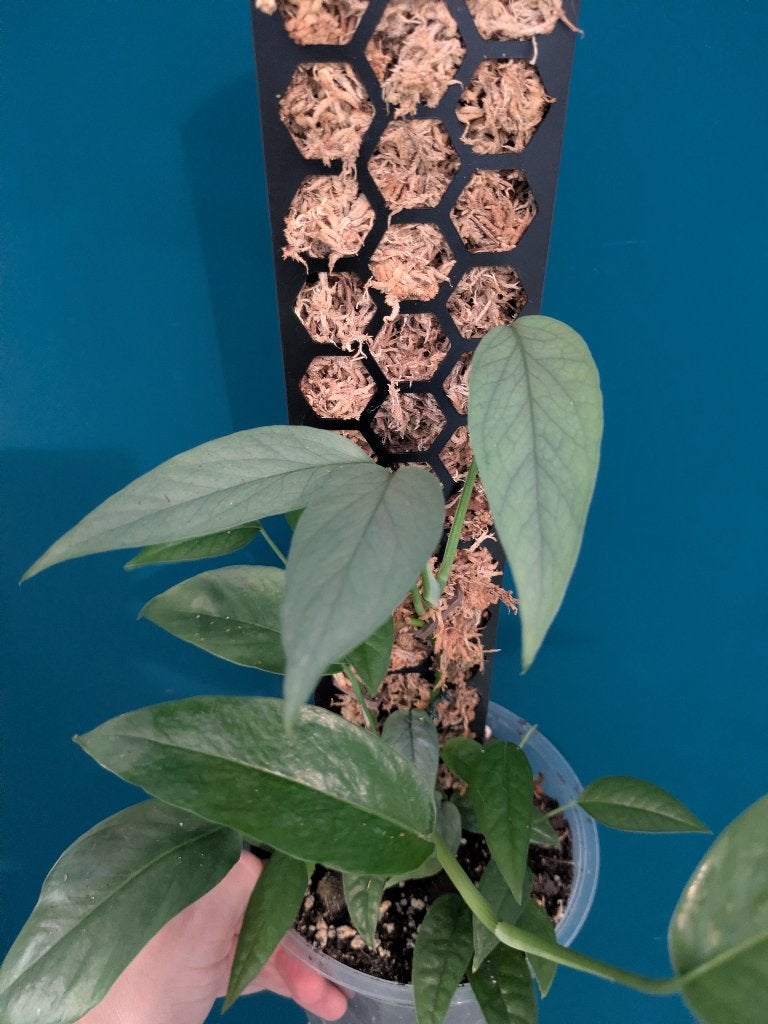 Epipremnum Pinnatum Cebu Blue stek, Ophalen of Verzenden, Volle zon, Minder dan 100 cm