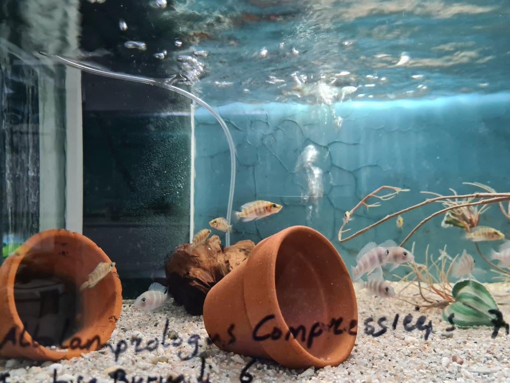 Altolamprologus Compressiceps Tanganyika Cichliden, Dieren en Toebehoren, Vissen | Aquariumvissen, Vis, Zoetwatervis