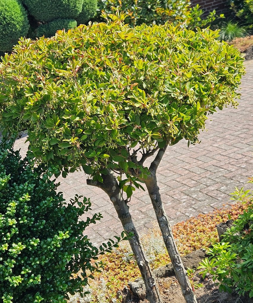 Buitenplanten, vanalles, Tuin en Terras, Volle zon, Vaste plant, Lente, Ophalen