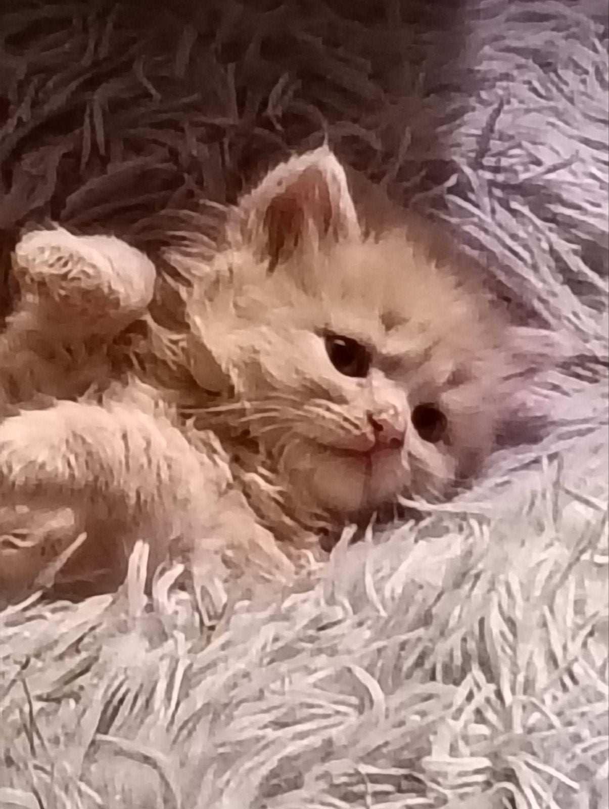 twee mooie x Ragdoll x Britse langhaar, Dieren en Toebehoren, Poes, Langharig, 0 tot 2 jaar