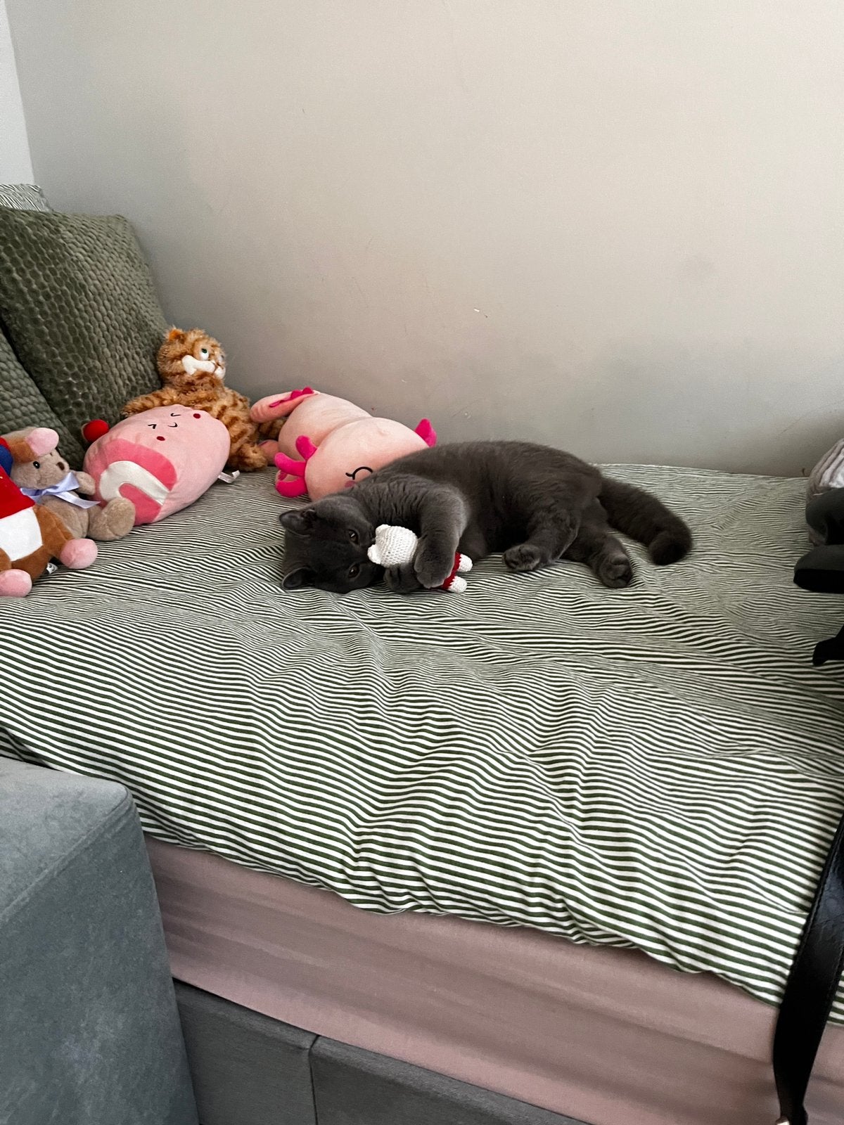 Britse korthaar, Dieren en Toebehoren, Kater