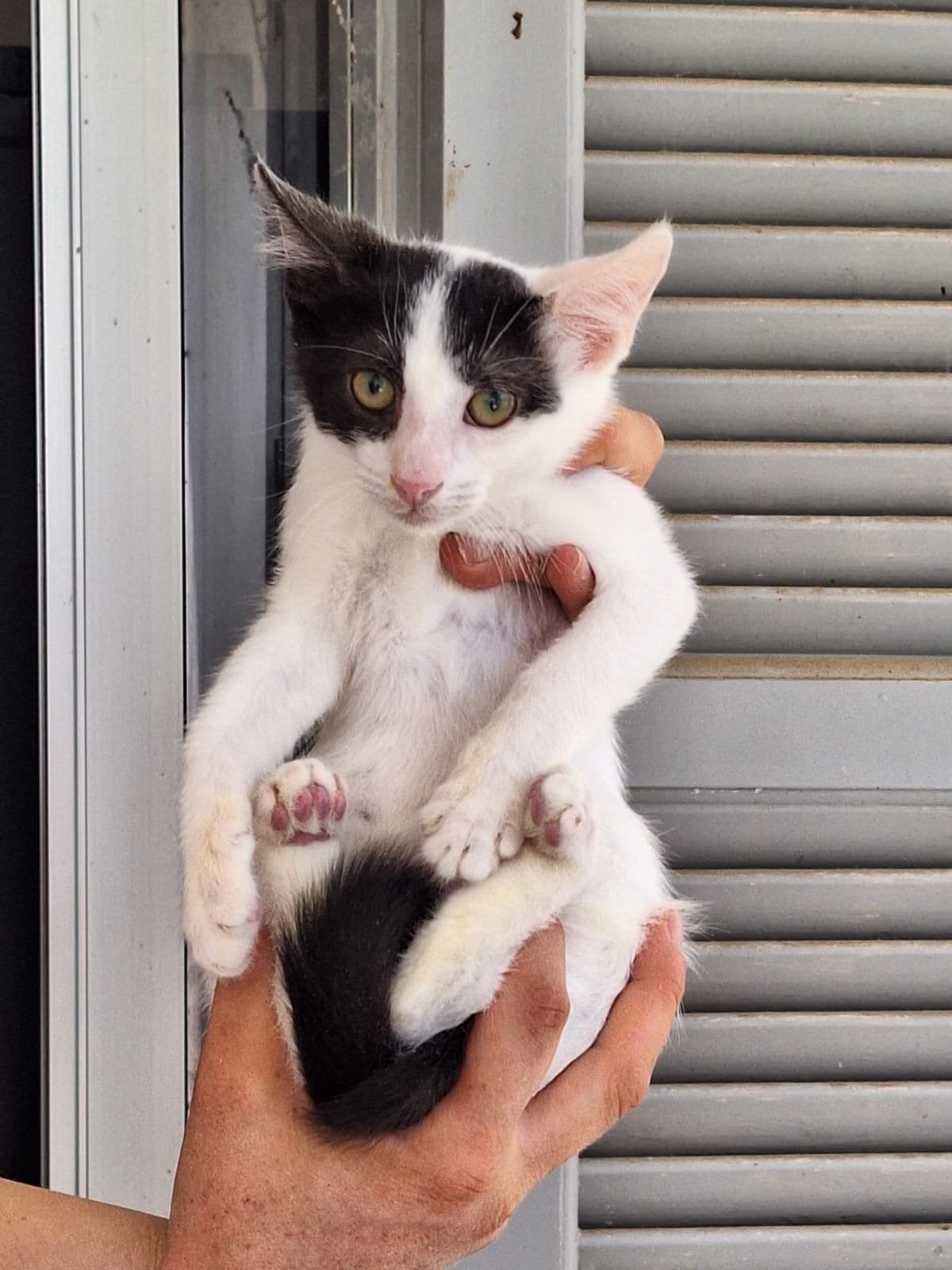 Charlie 5 mnd (nog op cyprus) zoekt zijn forever home, Dieren en Toebehoren, Katten en Kittens | Overige Katten