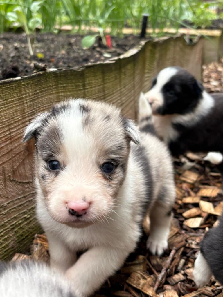 Border Collie x Australian Shepherd Puppies te Koop, 8 tot 15 weken, Parvo, Meerdere, Meerdere dieren