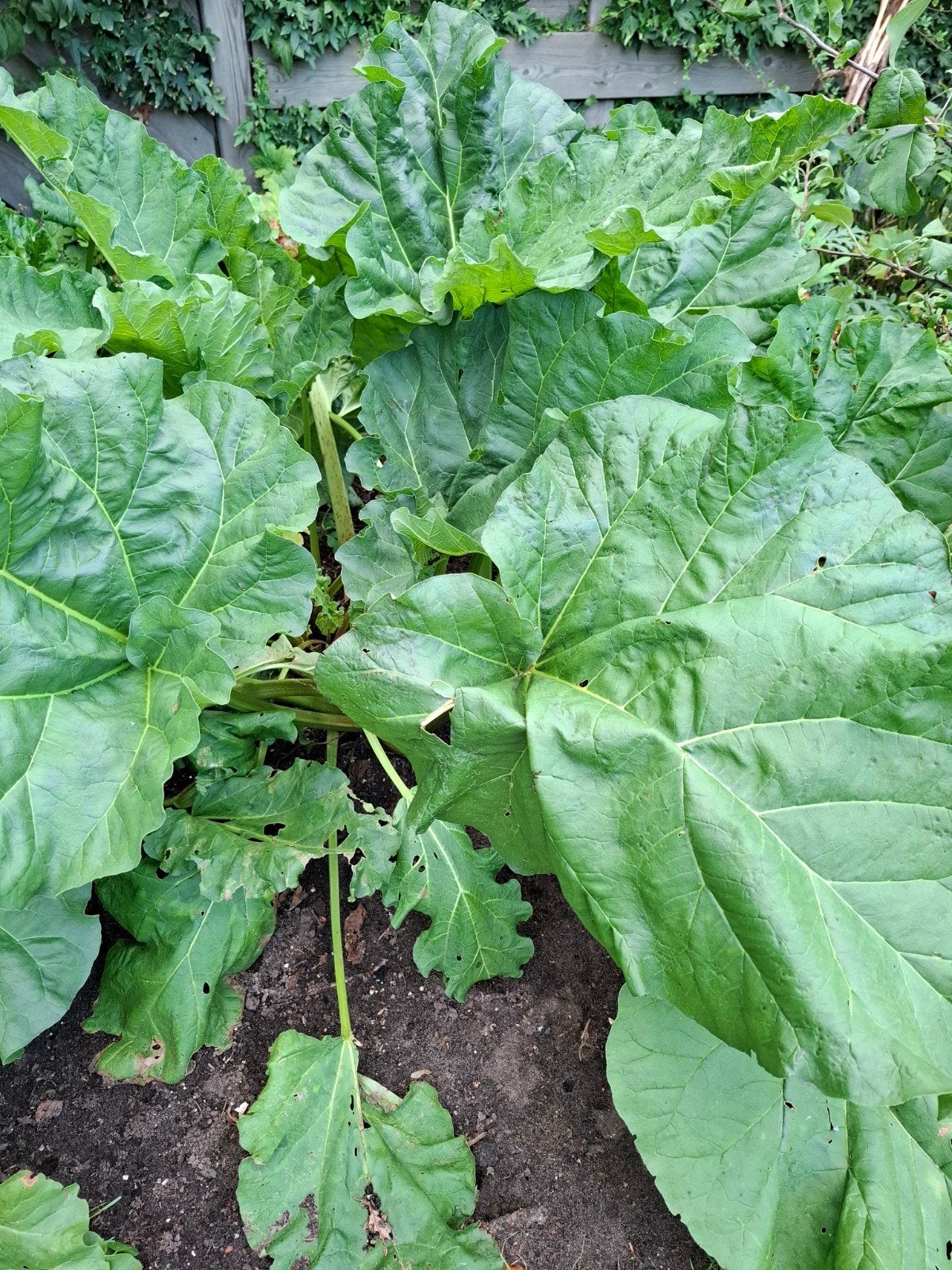rabarber, Ophalen, Vaste plant, Overige soorten, Volle zon