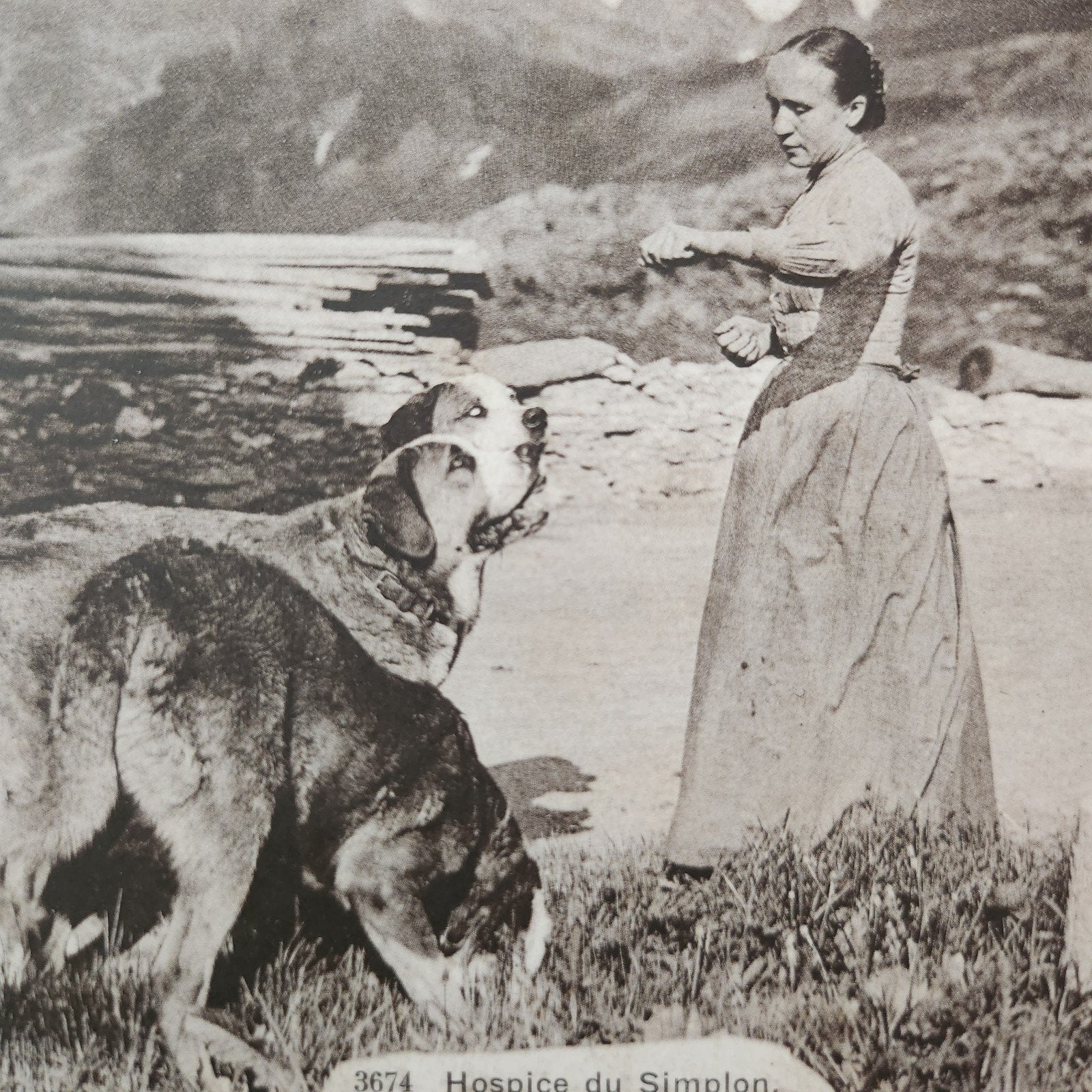 <1920 Ansichtkaart: Hospice du Simplon, Sint-Bernhardhonden, Verzenden, Voor 1920, Ongelopen, Frankrijk