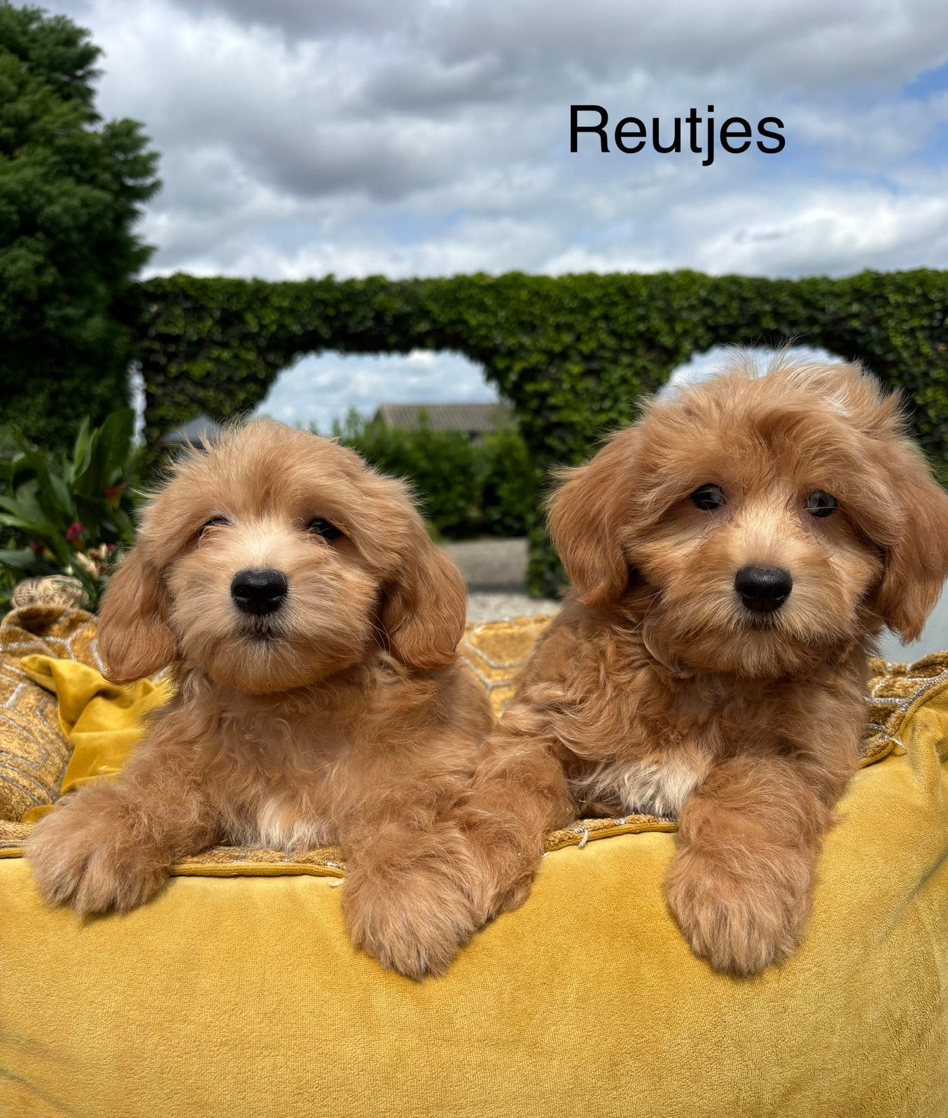 Boomer x Labradoodle mini pups, Dieren en Toebehoren, Honden | Chihuahua's en Gezelschapshonden, Nederland, Overige rassen, 8 tot 15 weken