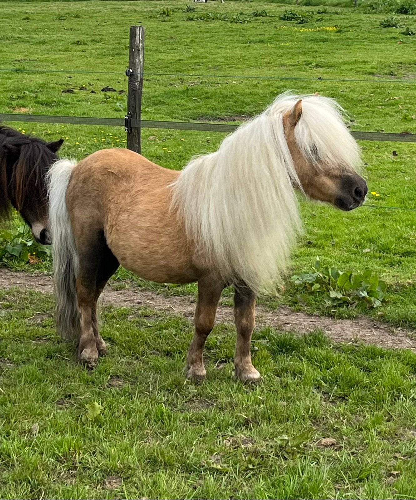 Prachtige mini palomino dekhengst! 🤩, Hengst