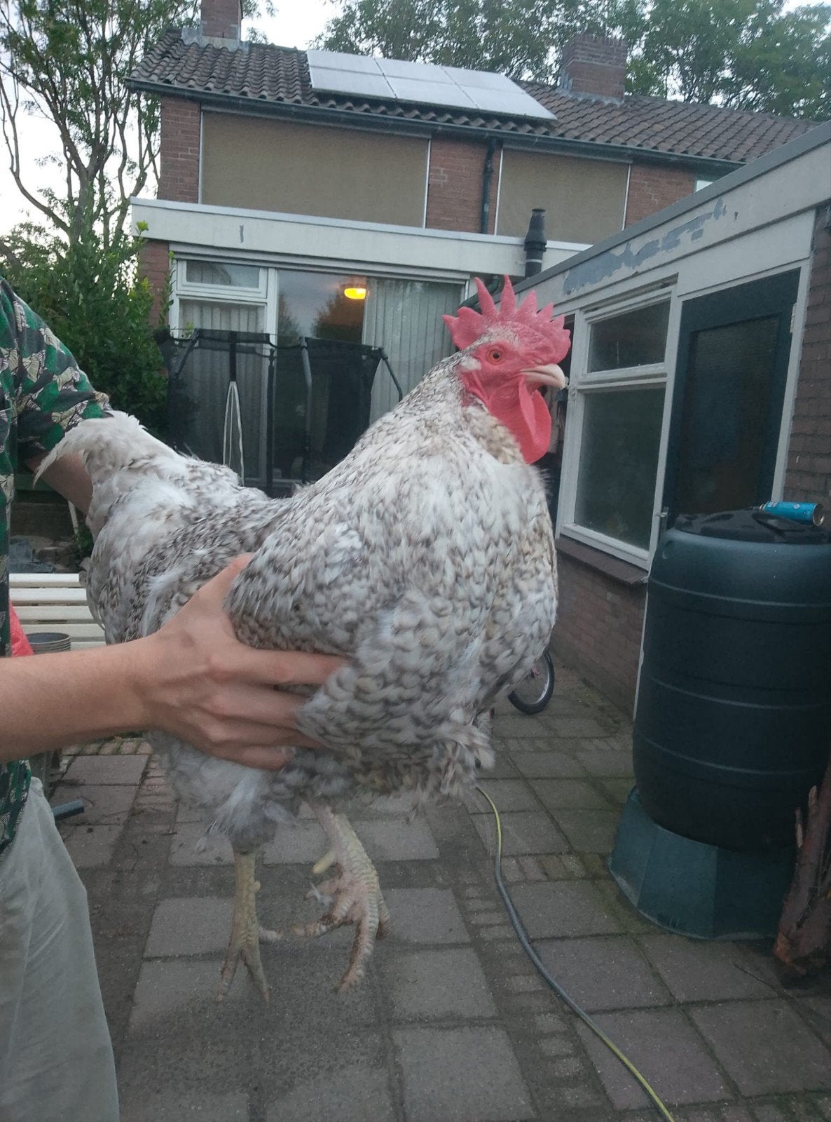 Groot ras van Noord Hollandse blauwe Haan