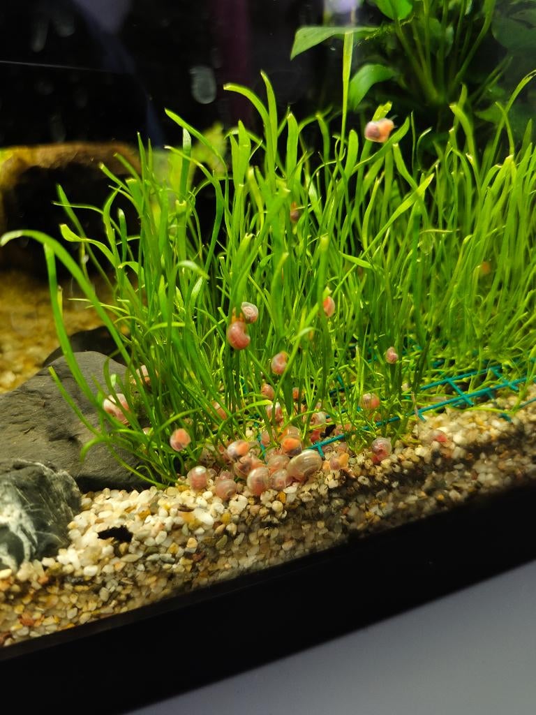 Posthoorn slakjes, Dieren en Toebehoren, Slak of Weekdier, Zoetwatervis