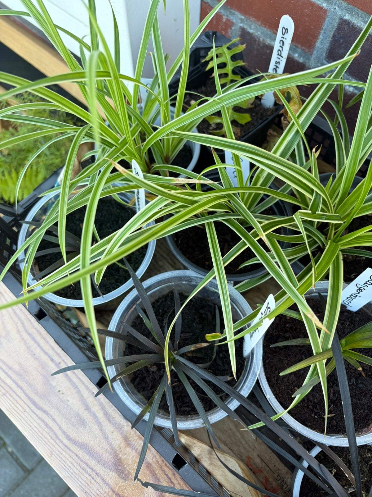 Siergrassen: 3x carex en 3x slangenbaard - in plantenbieb, Tuin en Terras, Ophalen, Vaste plant, Siergrassen
